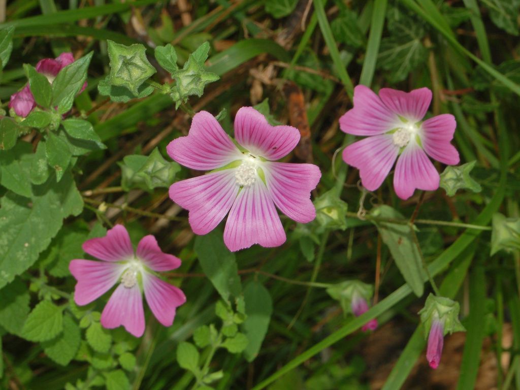 Malva punctata (=Lavatera punctata) / Malvone punteggiato